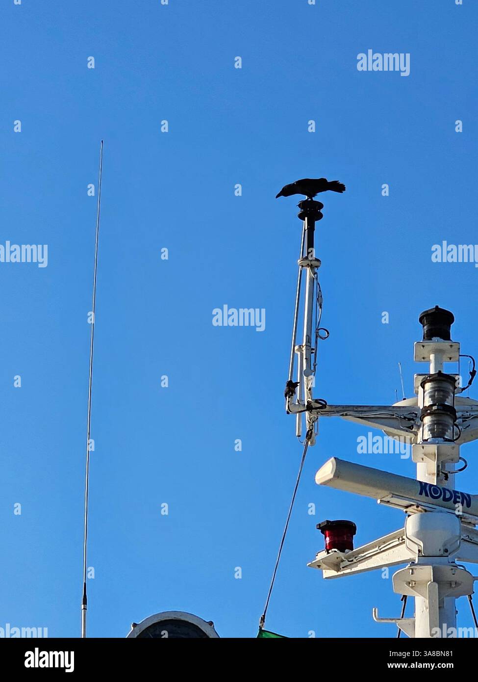 Un corvo nero si trova sulla cima di un albero di una barca o di una nave contro un cielo azzurro. - Immagine stock catturata con smartphone