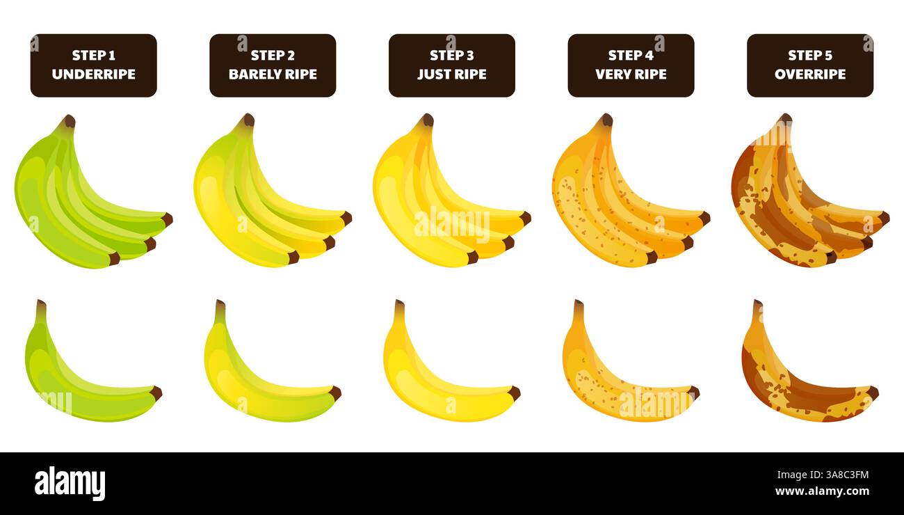 Mazzo di banane e una banana in diverse fasi di maturazione. Icone di frutta tropicale matura, isolate su sfondo bianco. Illustratore di cartoni animati piatti vettoriali Illustrazione Vettoriale