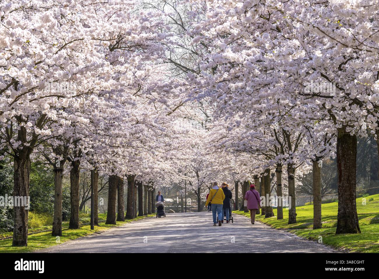 Cherry avenue, fioritura ornamentale dei ciliegi a Grugapark a Essen, ciliegie giapponesi di maggio, Prunus x yedoensis, attrazione turistica in primavera, molte persone co Foto Stock