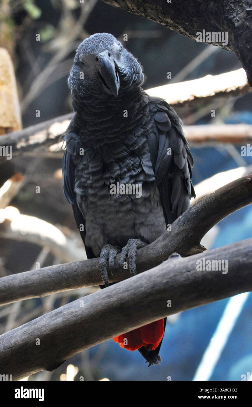 Pappagallo grigio - Psittacus erithacus, noto anche come pappagallo grigio africano, è un uccello che vive nella foresta pluviale africana Foto Stock