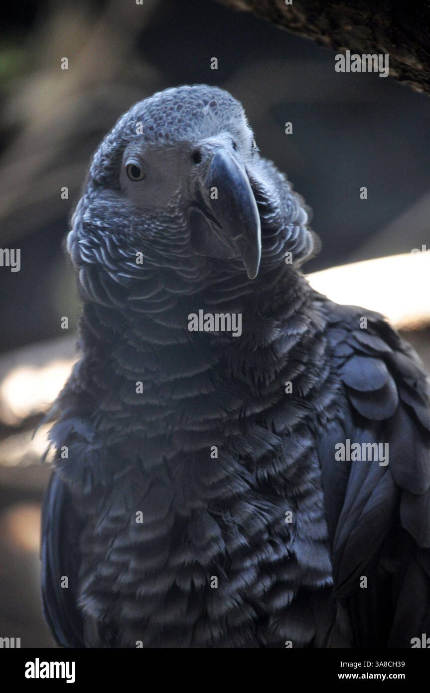 Pappagallo grigio - Psittacus erithacus, è un uccello che vive nella foresta pluviale africana Foto Stock
