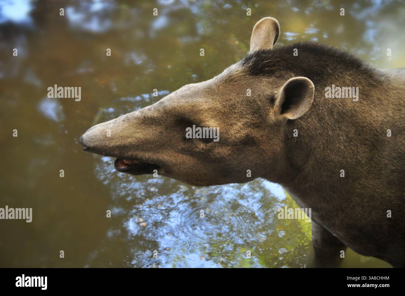 Capo del tapir amazzonico Foto Stock
