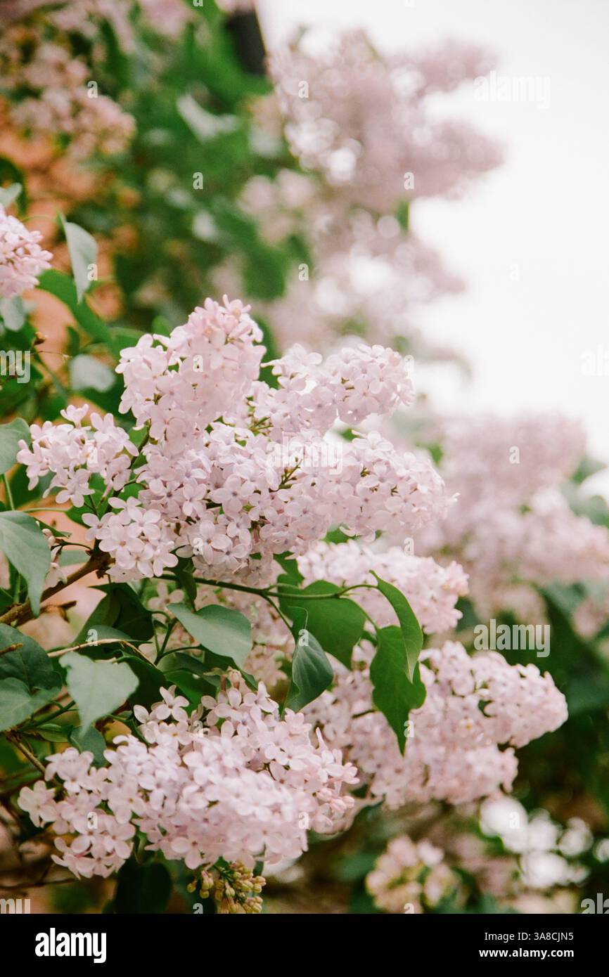 I fiori di lilla fioriscono magnificamente, riempiendo l'aria con una fragranza dolce all'inizio della primavera. Foto Stock