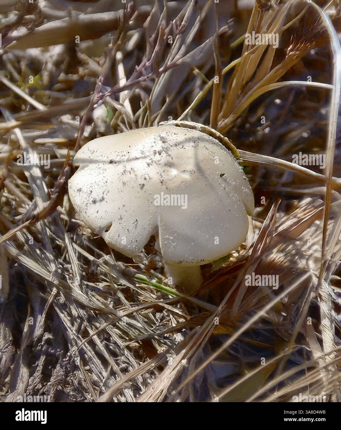 Ho una Amanita bianca fotografata il 01/15/2025 alla Kissimmee Prairie Preserve di Okeechobee, Florida. Il cappuccio è bianco e liscio con un arricciato verso l'interno Foto Stock