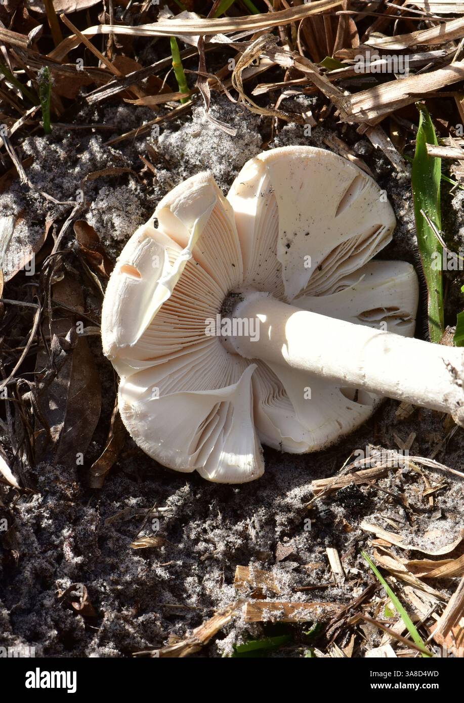 Ho una Amanita bianca fotografata il 01/15/2025 alla Kissimmee Prairie Preserve di Okeechobee, Florida. Il cappuccio è bianco e liscio con un arricciato verso l'interno Foto Stock