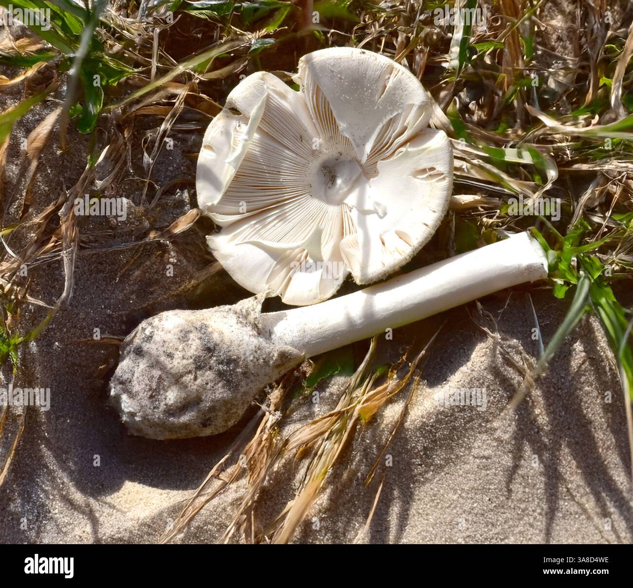 Ho una Amanita bianca fotografata il 01/15/2025 alla Kissimmee Prairie Preserve di Okeechobee, Florida. Il cappuccio è bianco e liscio con un arricciato verso l'interno Foto Stock