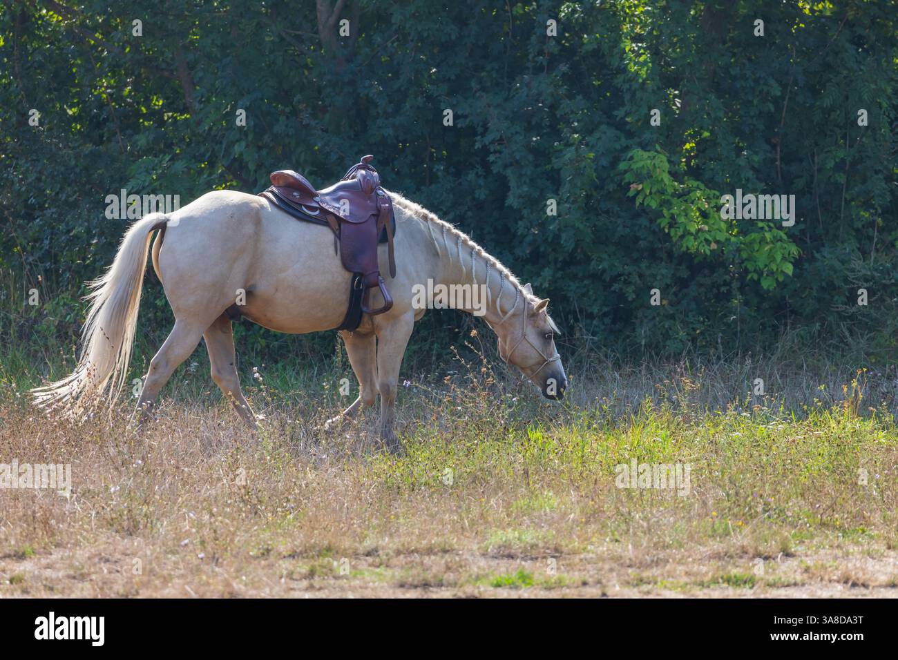 Bellissimo cavallo bianco sul pascolo. Il cavallo ha un halter. Foto Stock