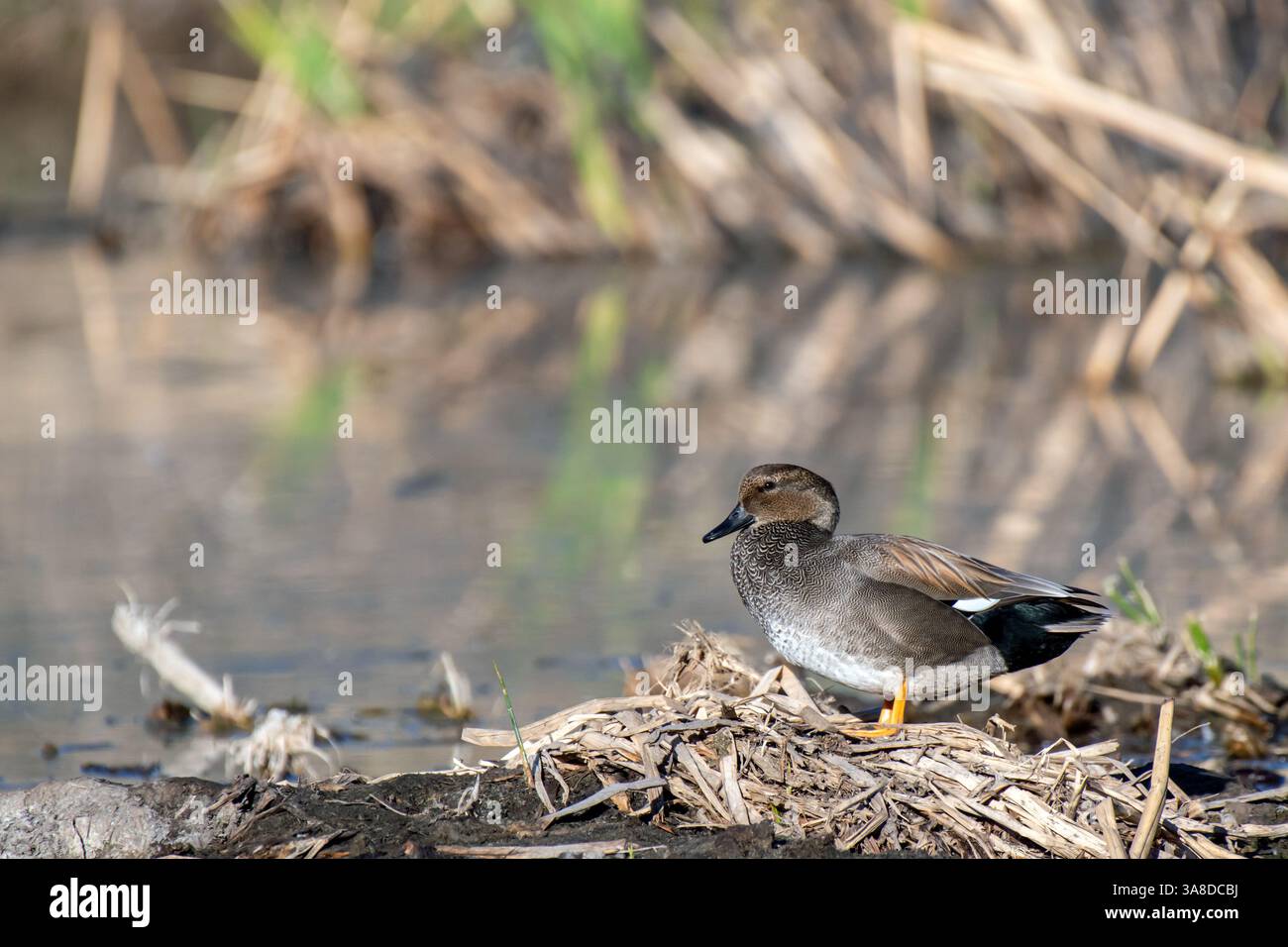 Canapiglia (Anas strepera) Foto Stock