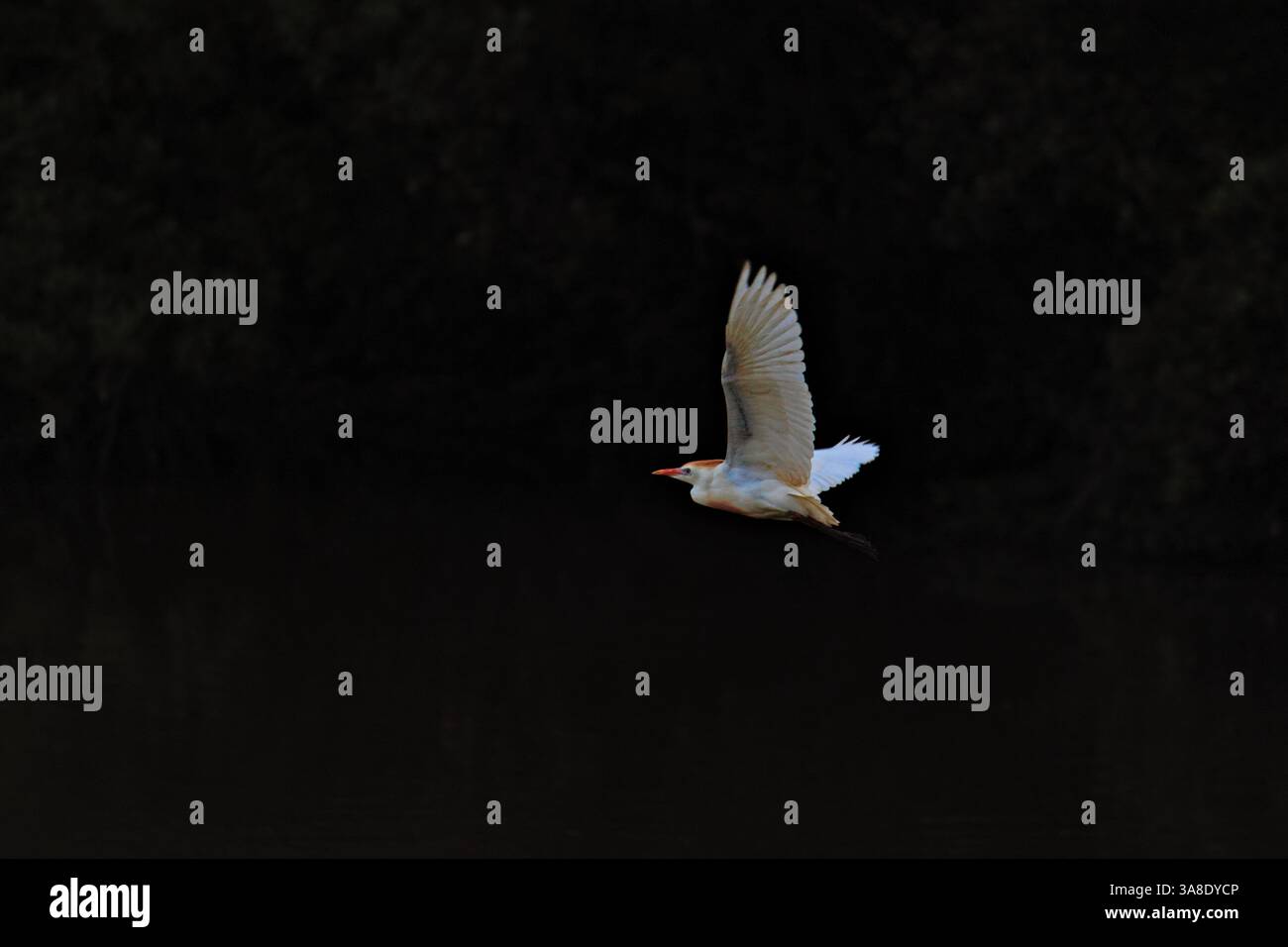 HERON BIANCO (EGRETTA THULA) VOLANDO CON GRAZIA SULLA SUPERFICIE TRANQUILLA DI UN LAGO Foto Stock