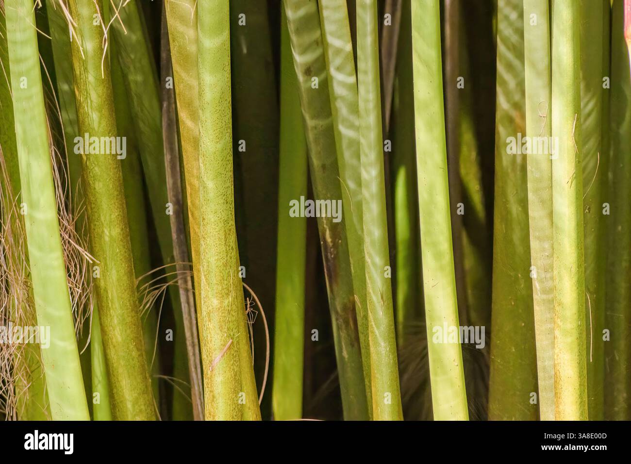 Vista ravvicinata dei gambi delle piante di papiro con il riflesso dell'acqua su di essi, in un giardino vicino alla città coloniale di Villa de Leyva, nel centro Foto Stock