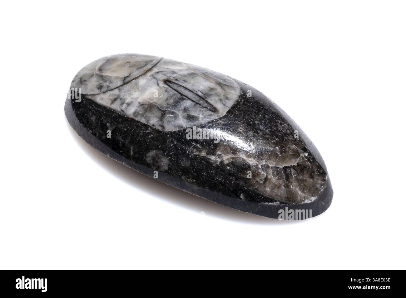 Campione fossile di trilobite antico con lucidatura naturale e conservazione dettagliata su sfondo bianco Foto Stock