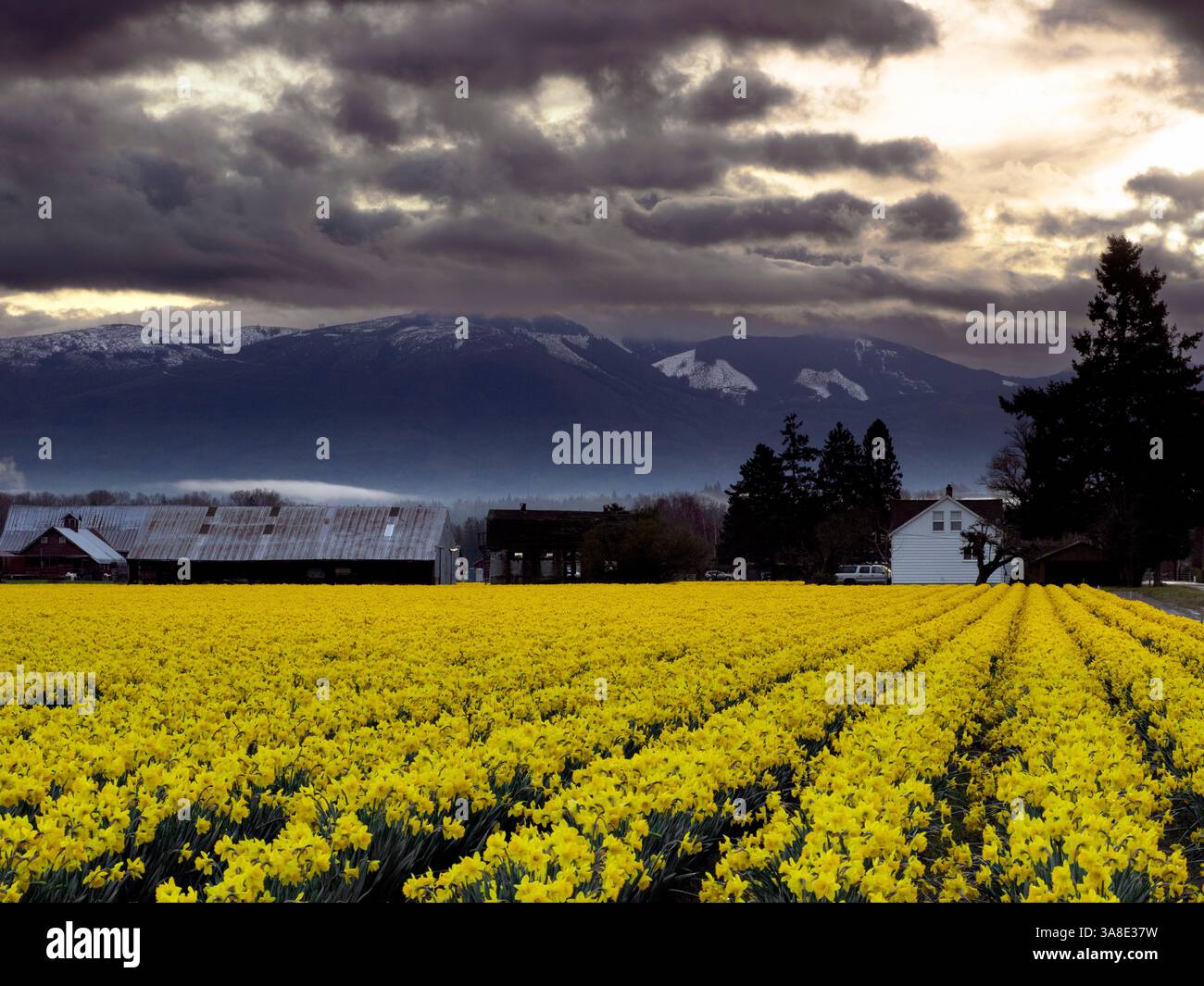 WA26462-00...WASHINGTON - campo di narcisi gialli nella Skagit Valley vicino a la Conner. Foto Stock WA26462-00...WASHINGTON - campo di narcisi gialli nella Skagit Valley vicino a la Conner. Foto Stock