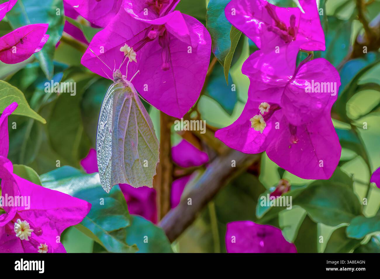 Un'esotica farfalla bianca angolata-zolfo che si nutre di un fiore di bouganville, in un giardino nelle montagne andine orientali della Colombia centrale. Foto Stock