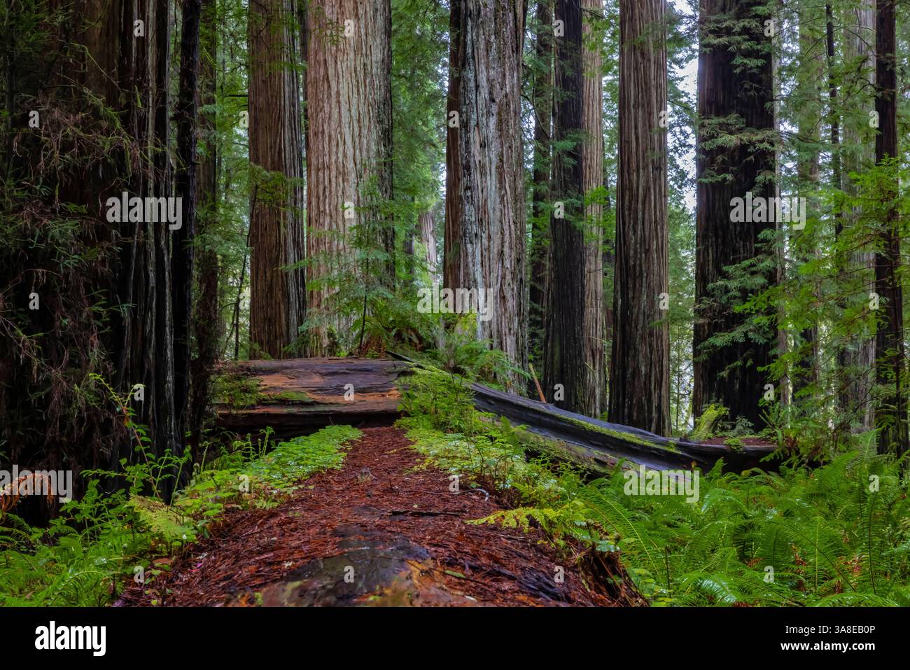 Coast Redwoods, Sequoia sempervirens, lungo lo Stout Memorial Grove Trail nel Jedediah Smith Redwoods State Park, Redwood National Park, California, U Foto Stock