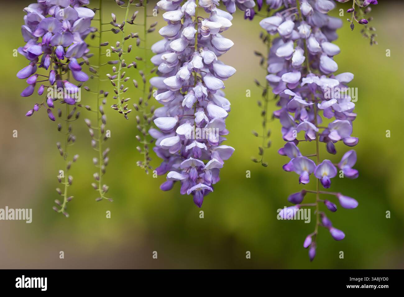 Wisteria Floribunda "violacea Plena", vite rampicante in fiore. Foto Stock