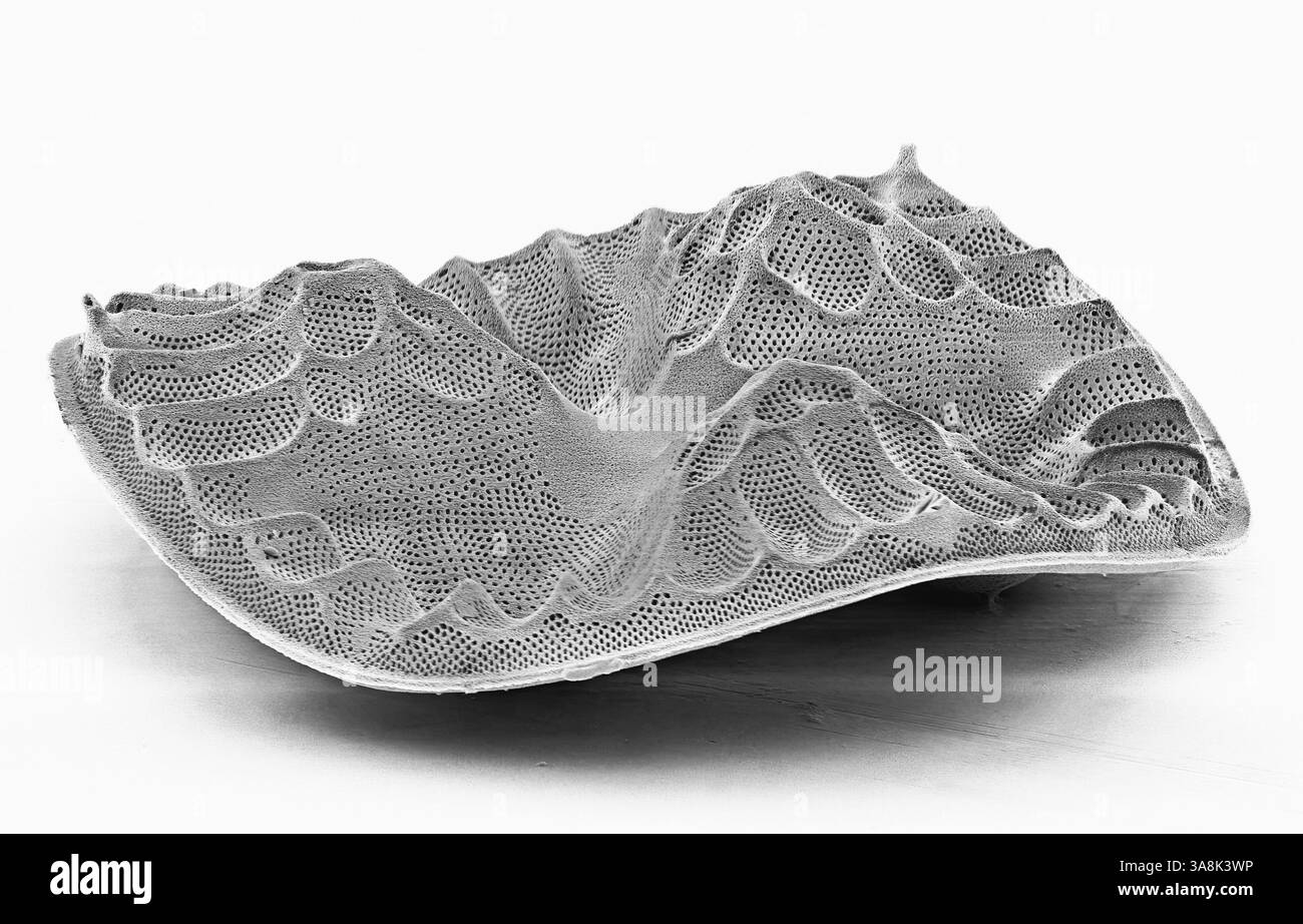 Diatomea, SEM Foto Stock