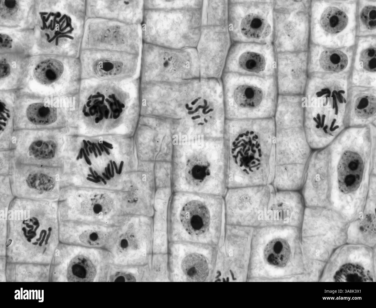 Mitosi delle cellule vegetali. Micrografia leggera di cellule a punta di radice da una cipolla (Allium sp.) in corso di divisione cellulare (mitosi). Ingrandimento: X1000 se stampato largo 10 centimetri. Foto Stock