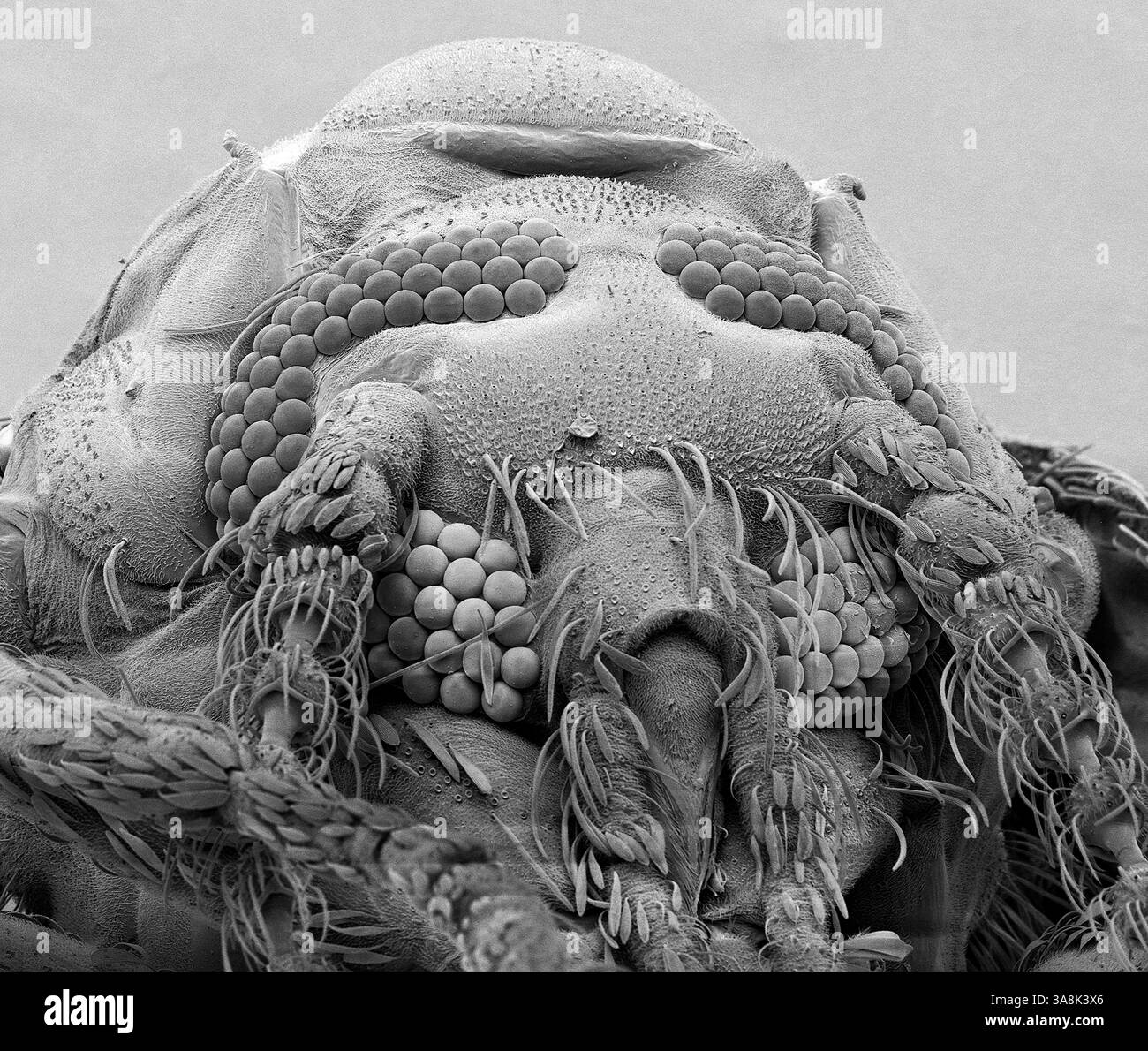 Moth vola. Micrografia elettronica a scansione in bianco e nero (SEM) di mosca o gufo (Psychoda sp.). I due grandi occhi composti dominano la testa. L'antenna pelosa proietta tra gli occhi. Le parti della bocca, le mandibole (pelose) e i probosci si estendono verso il basso dal centro della testa. Le mosche Moth sono piccole (5 millimetri di lunghezza) con ali e corpi pelosi. Gli adulti si trovano spesso nei bagni. Le uova vengono deposte negli scarichi e negli impianti di depurazione. Ingrandimento: X100 quando stampato largo 10 cm. Foto Stock