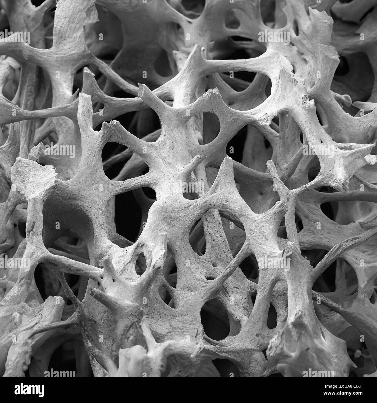 Tessuto osseo. Micrografia elettronica a scansione in bianco e nero (SEM) di osso cancelloso (spugnoso). Il tessuto osseo può essere corticale (compatto) o cancelloso. L'osso corticale di solito costituisce l'esterno dell'osso, mentre l'osso cancelloso si trova all'interno. L'osso cancelloso è caratterizzato da una disposizione a nido d'ape, che comprende una rete di trabecole (tessuto a forma di asta). Queste strutture forniscono supporto e resistenza all'osso. Gli spazi all'interno di questo tessuto contengono il midollo osseo (non visibile), una sostanza che forma il sangue. Ingrandimento: X35 se stampato largo 10 cm. Foto Stock