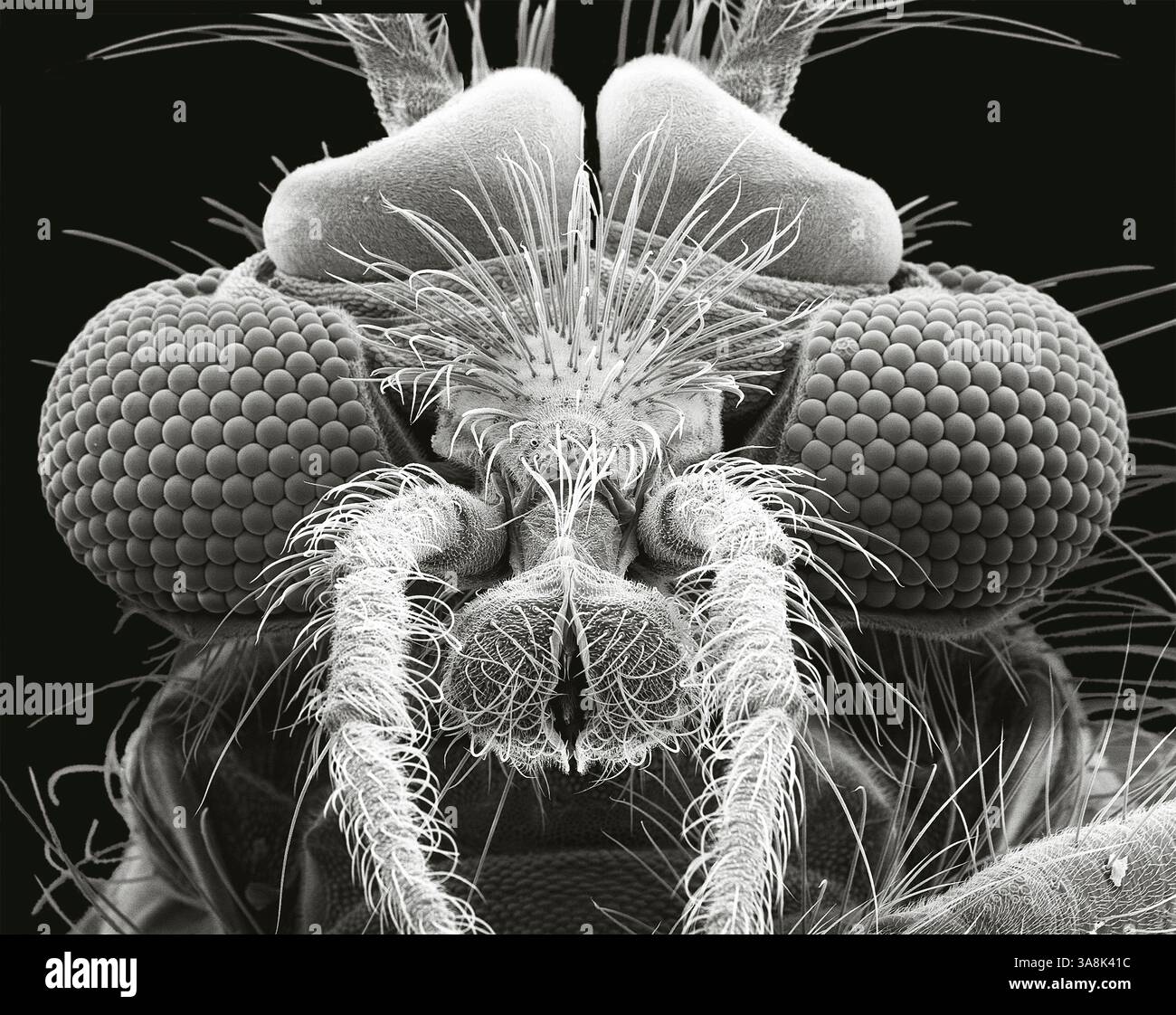 Cicalino midge (Chironomus plumosus) testa. Micrografia elettronica a scansione in bianco e nero (SEM) della testa di un segnalatore acustico, che mostra gli occhi composti e le parti del boccaglio. Questa macchia non morsiva si trova intorno all'acqua in tutto l'emisfero settentrionale. Ingrandimento: x150, quando stampato largo 10 cm. Foto Stock
