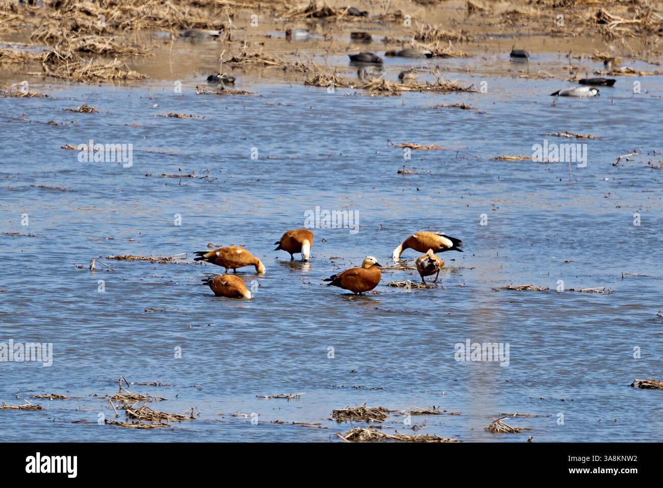 Le anatre Mallard riposano sul Mudflat vicino all'acqua Foto Stock