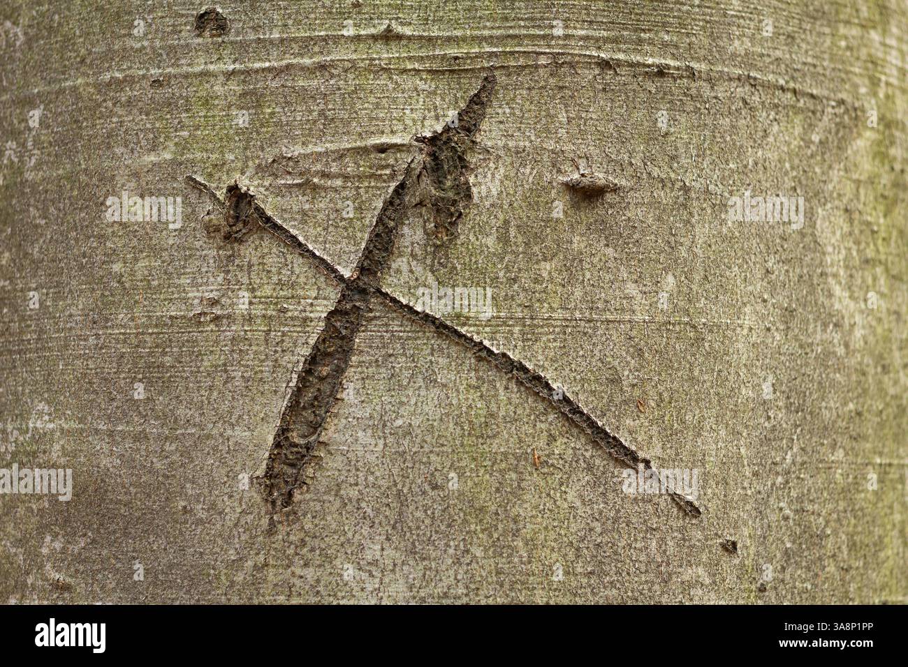 Un albero con una croce disegnata su di esso. La croce è scolpita nella corteccia dell'albero, ed è un simbolo di qualcosa di importante. La scena è un po' misteriou Foto Stock