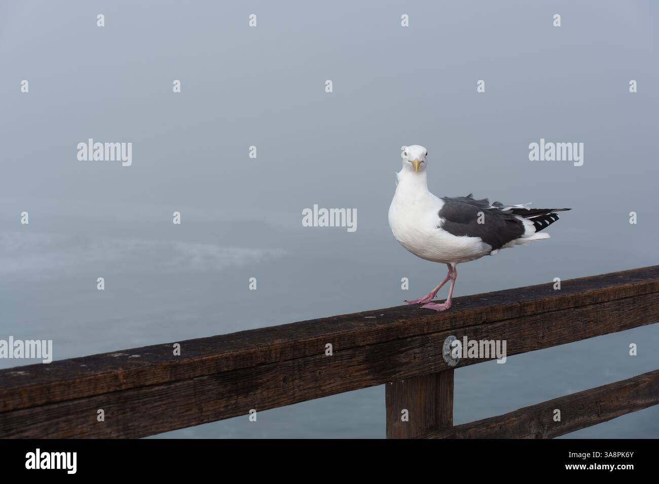 Primo piano di un gabbiano in piedi su una ringhiera di legno al molo di Oceanside durante il tempo nebbioso, evidenziando l'atmosfera costiera e lo sfondo sfocato. Foto Stock