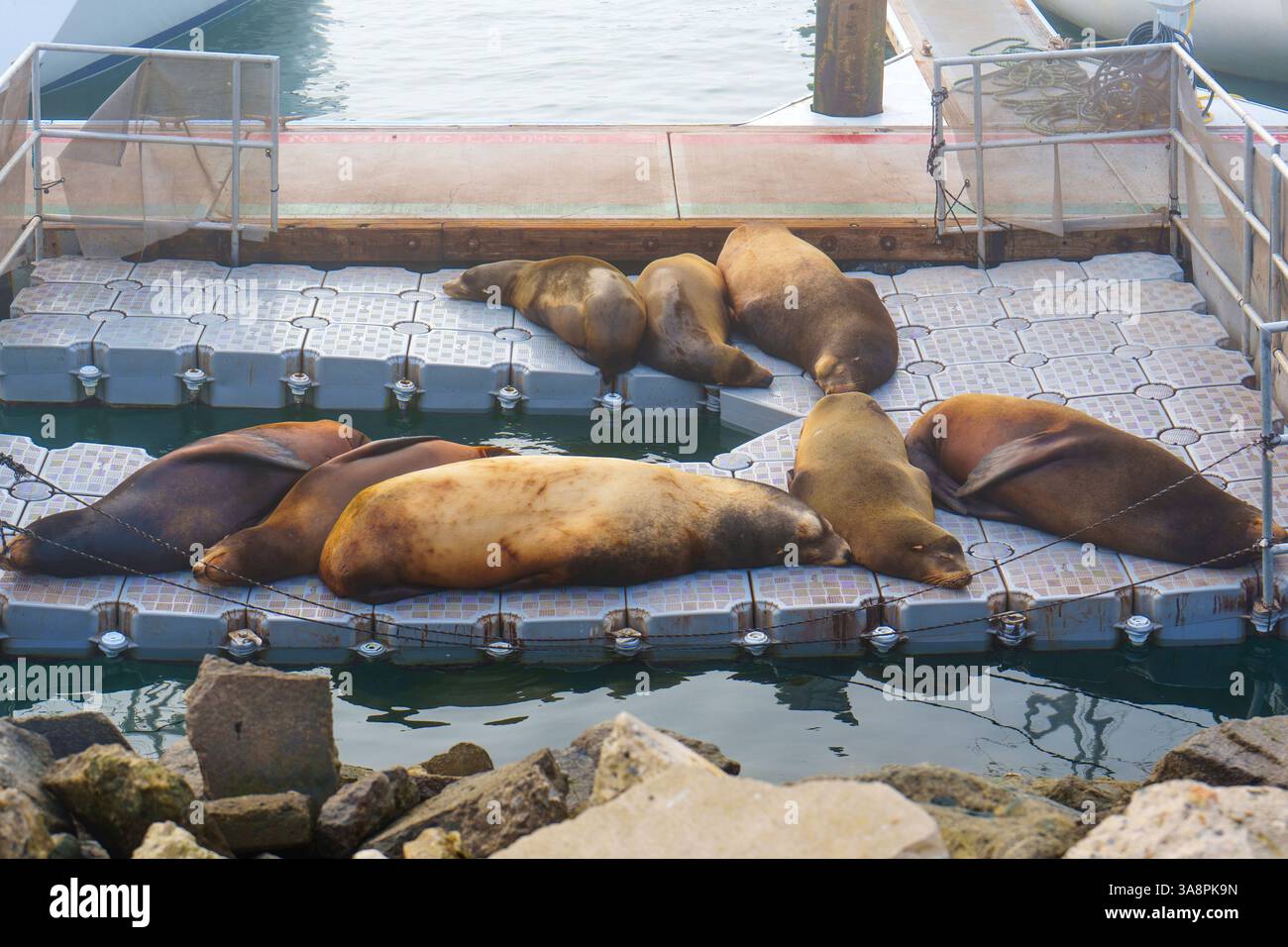 Gruppo di leoni marini della California che si rilassano su un molo galleggiante a Oceanside, California, mostrando il loro habitat naturale e il loro comportamento nel porto. Foto Stock