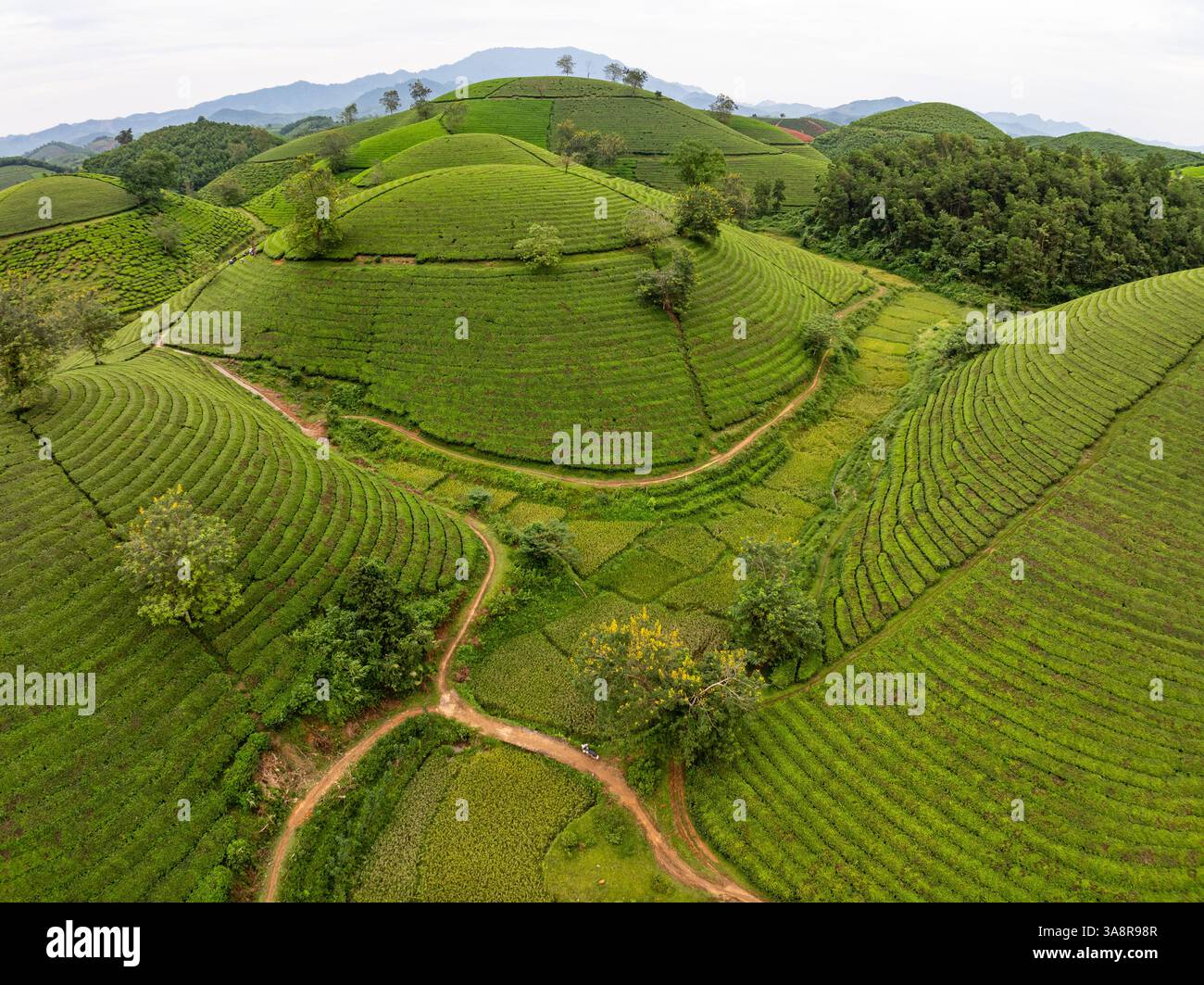 Vista ad alto angolo file di piantagione di tè crescente sulle montagne di Long Coc, provincia di Phu Tho, struttura di foglie di tè verde nel nord del Vietnam Foto Stock