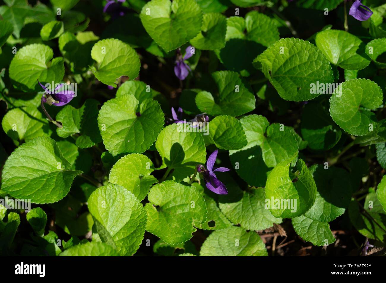 Windsor, Berkshire, Regno Unito. 18 marzo 2025. Violette selvatiche che crescono vicino al Tamigi. E' stata una bella mattinata di sole a Eton, Windsor, Berkshire oggi. Crediti: Maureen McLean/Alamy Foto Stock
