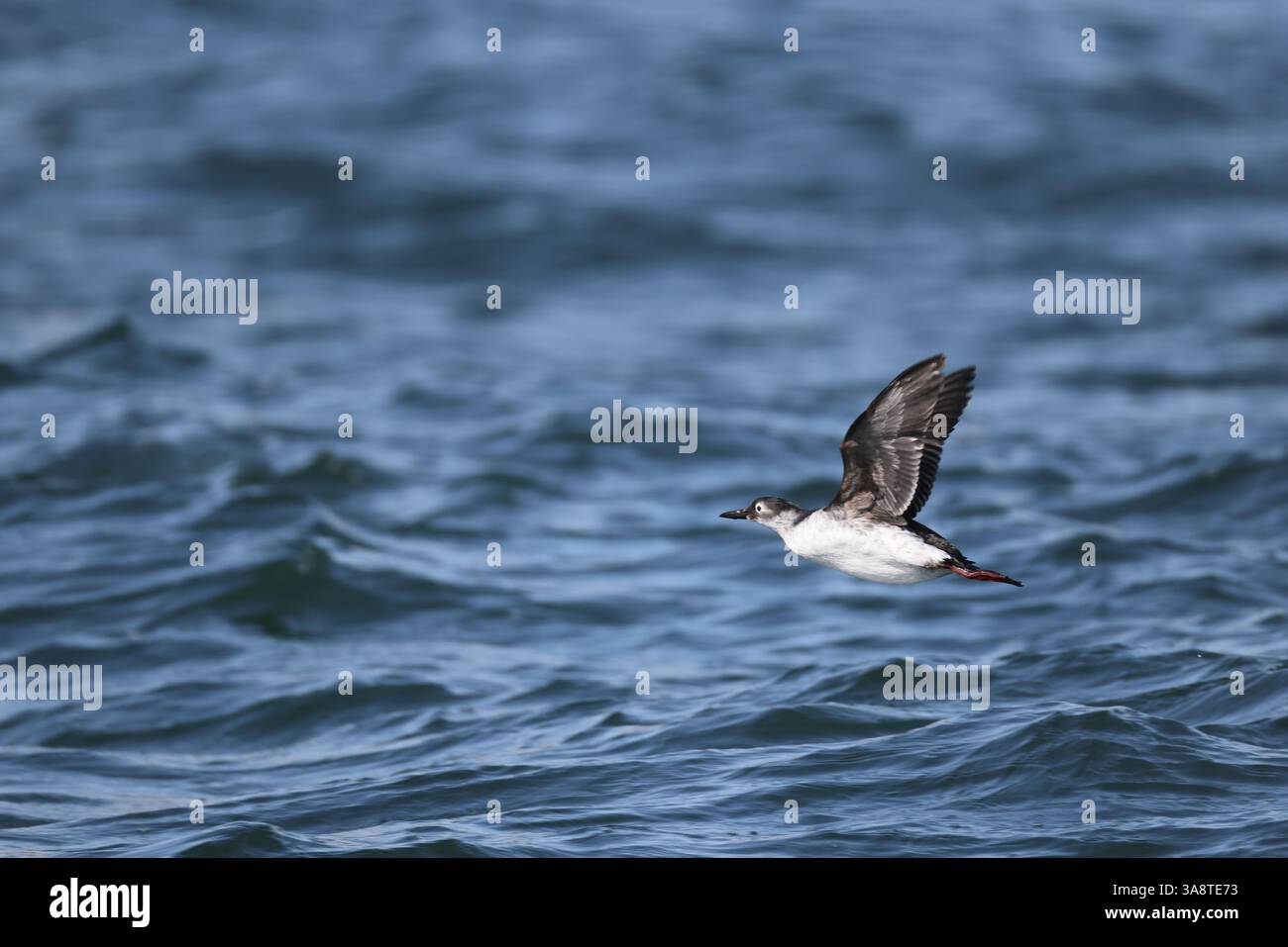 La ghigliemota con occhiali o ghigliemota sooty (Cepphus carbo) è un uccello marino della famiglia delle alci. Questa foto è stata scattata a Hokkaido, in Giappone. Foto Stock
