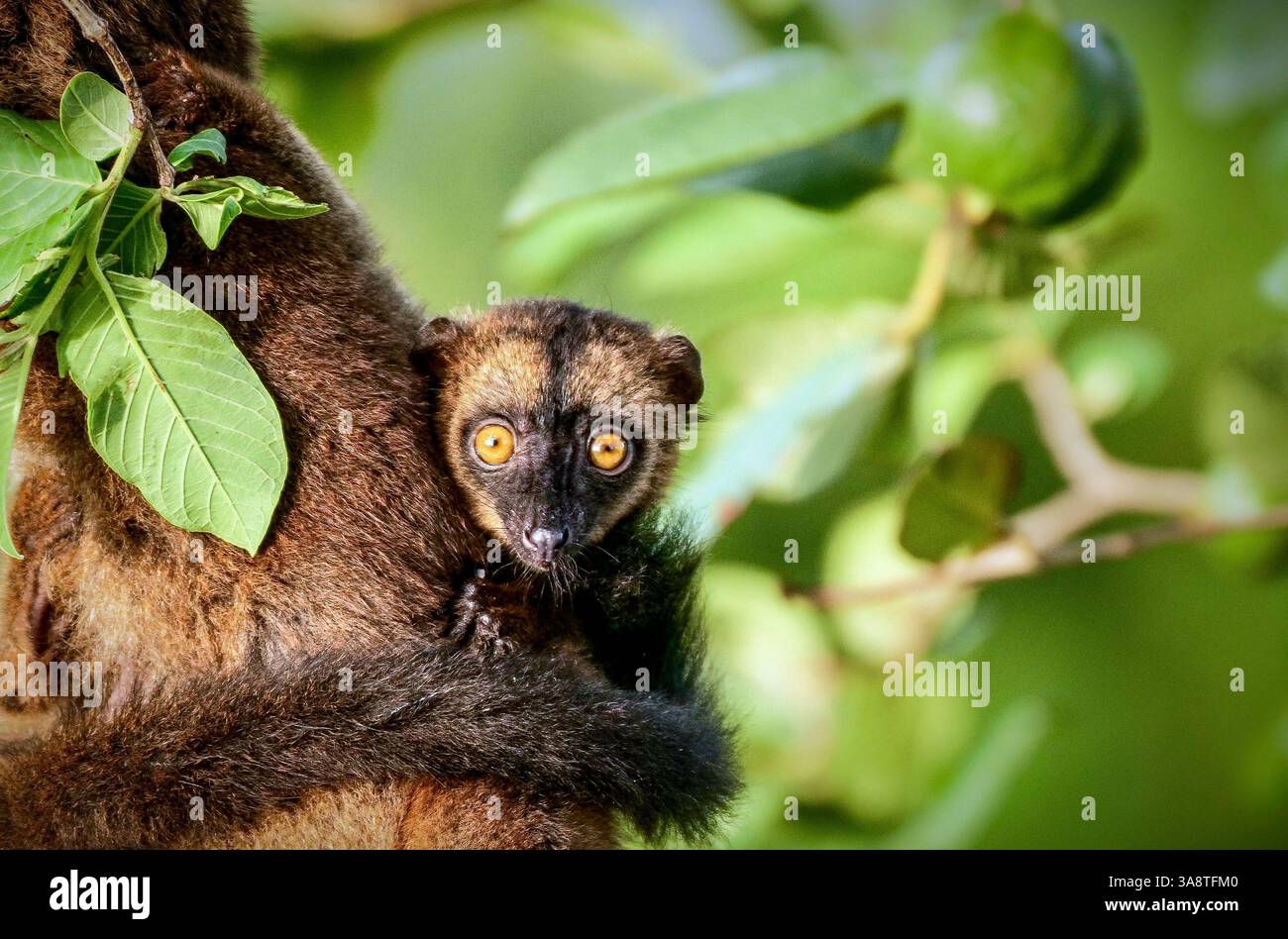 Primo piano di un lemure bruno (maki) che si forgia per il cibo dopo il ciclone Chido, un raro assaggio della resilienza della fauna selvatica su Mayotte Foto Stock