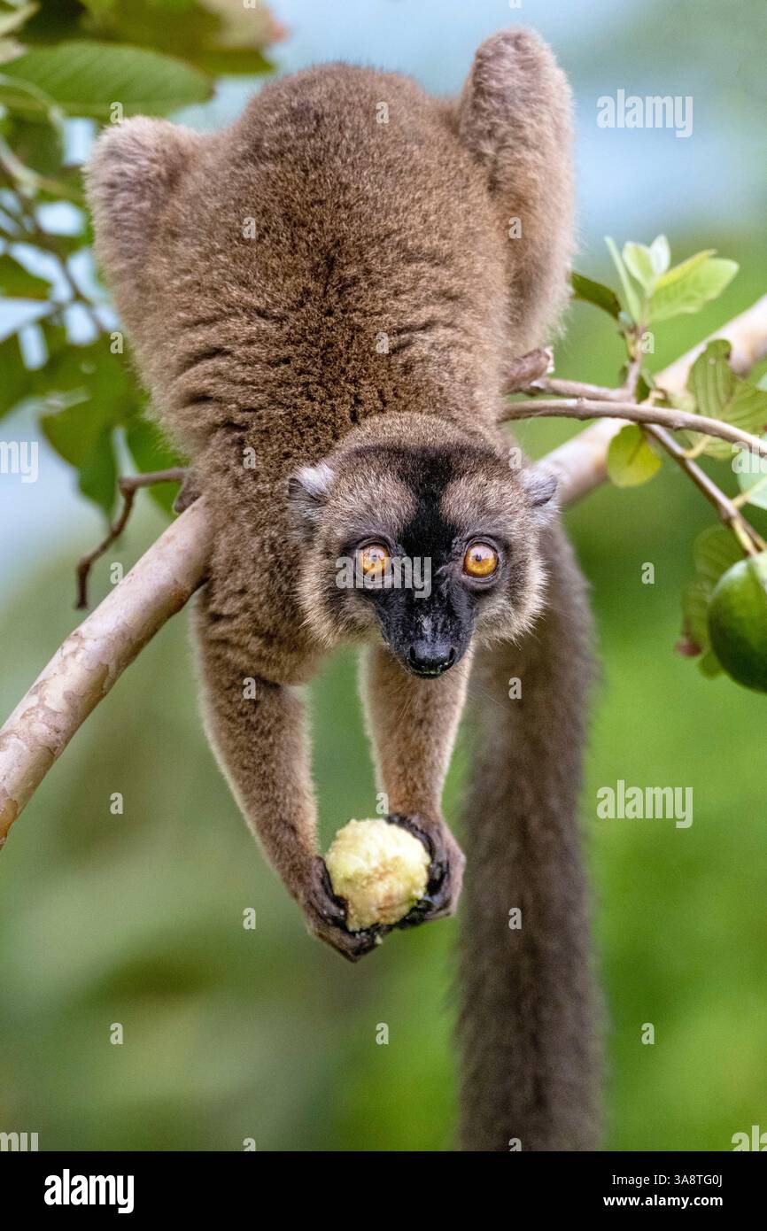 Primo piano di un lemure bruno (maki) che si forgia per il cibo dopo il ciclone Chido, un raro assaggio della resilienza della fauna selvatica su Mayotte Foto Stock