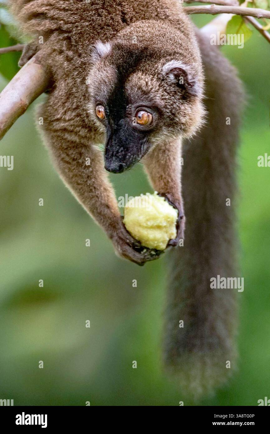 Primo piano di un lemure bruno (maki) che si forgia per il cibo dopo il ciclone Chido, un raro assaggio della resilienza della fauna selvatica su Mayotte Foto Stock