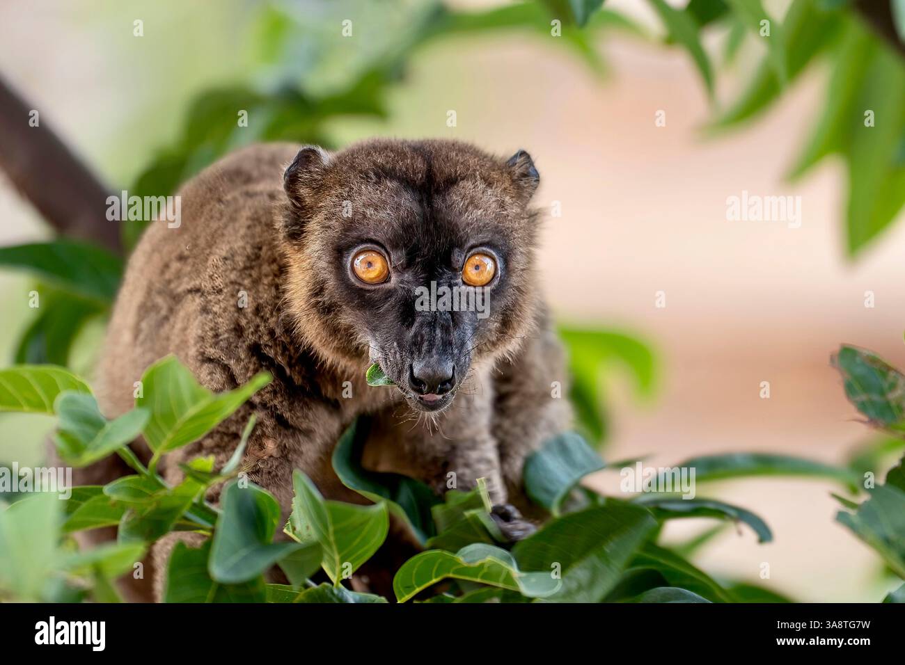 Primo piano di un lemure bruno (maki) che si forgia per il cibo dopo il ciclone Chido, un raro assaggio della resilienza della fauna selvatica su Mayotte Foto Stock