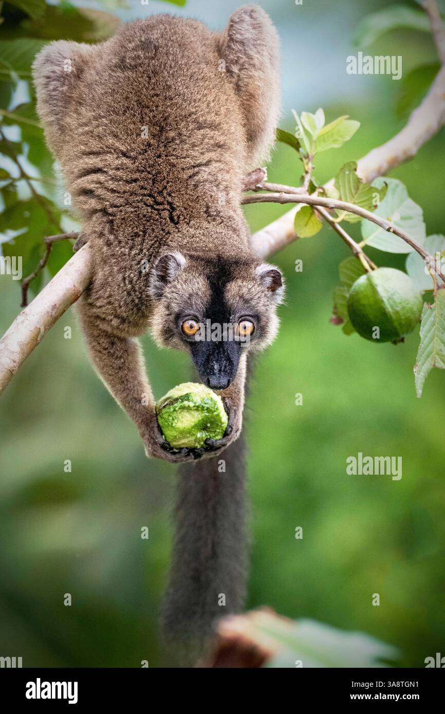 Primo piano di un lemure bruno (maki) che si forgia per il cibo dopo il ciclone Chido, un raro assaggio della resilienza della fauna selvatica su Mayotte Foto Stock