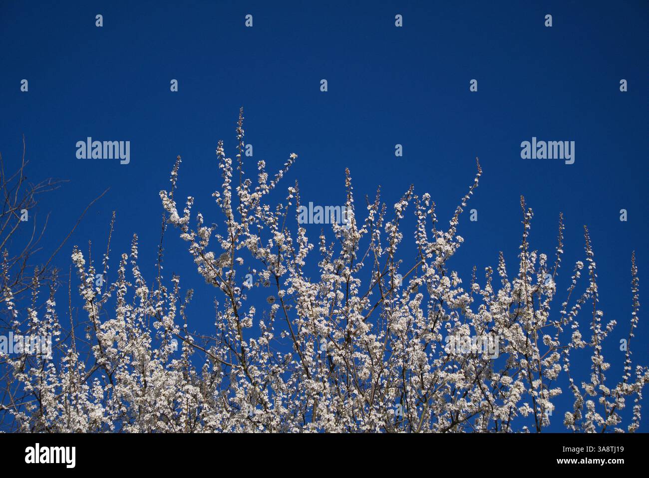 la sommità di un albero fiorito, ricoperto da delicati fiori bianchi, contro un cielo azzurro e nuvoloso. Foto Stock