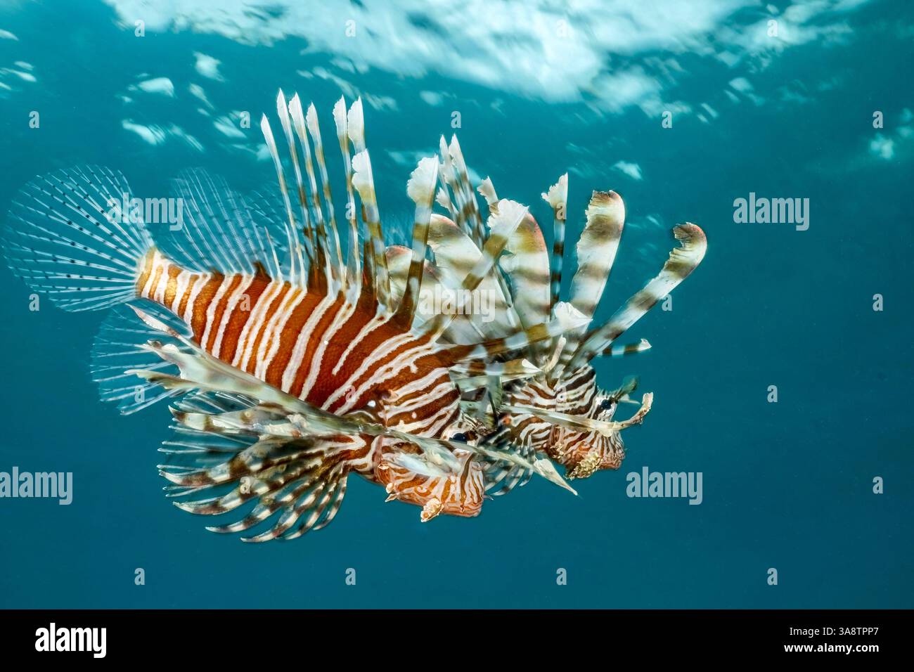 Il pesce leone (Pterois volitans), una specie velenosa e invasiva in molte acque tropicali, nota per il suo aspetto suggestivo e la minaccia ecologica per n Foto Stock