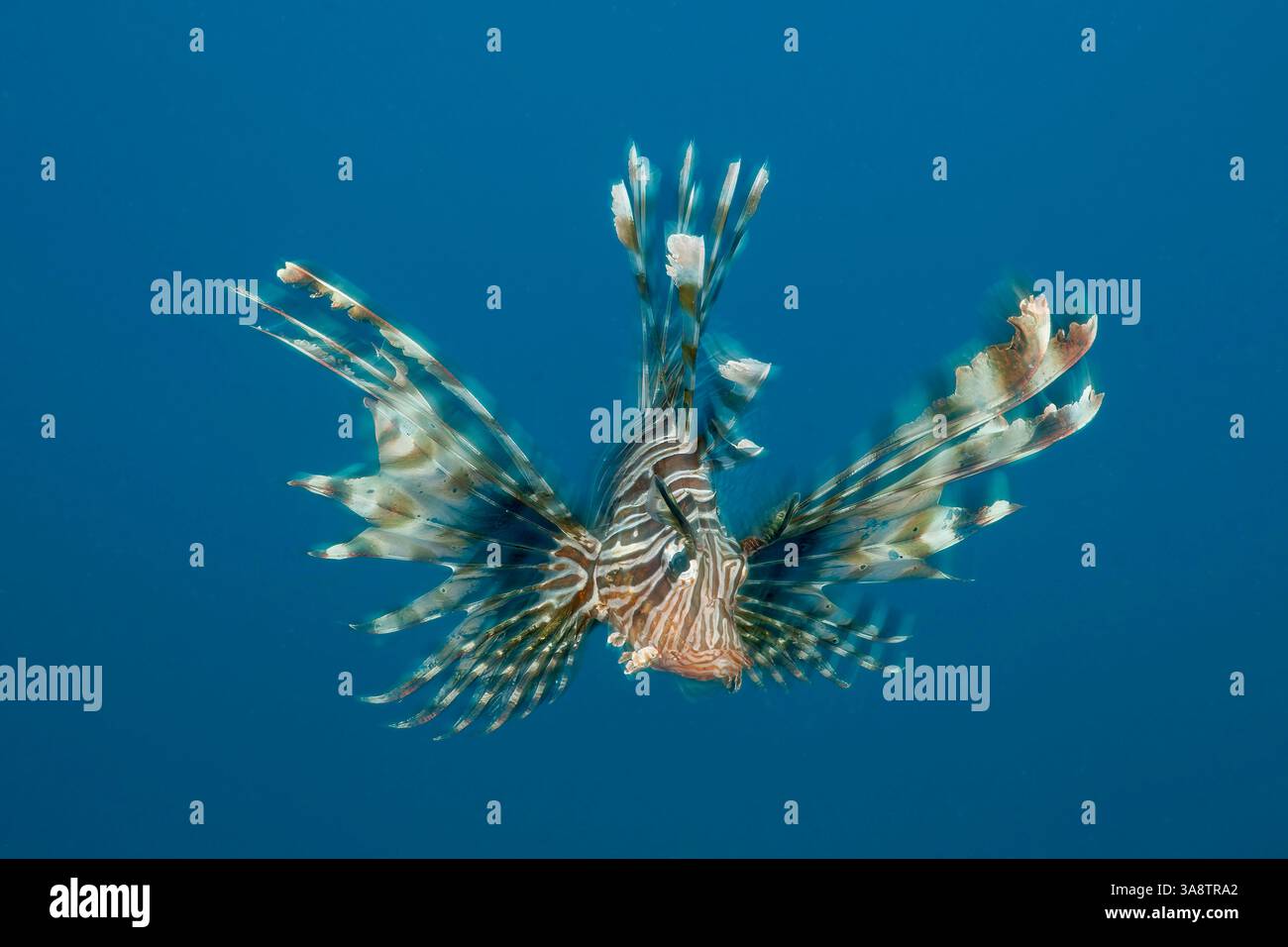 Il pesce leone (Pterois volitans), una specie velenosa e invasiva in molte acque tropicali, nota per il suo aspetto suggestivo e la minaccia ecologica per n Foto Stock