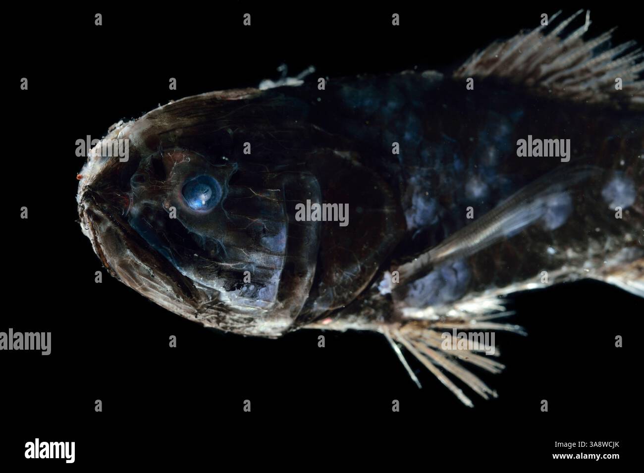 [In cattività] testa di cavallo (Melamphaes sp.), pesci di alto mare, Oceano Atlantico vicino a Capo Verde | Großschuppenfische (Melamphaes sp.) Foto Stock