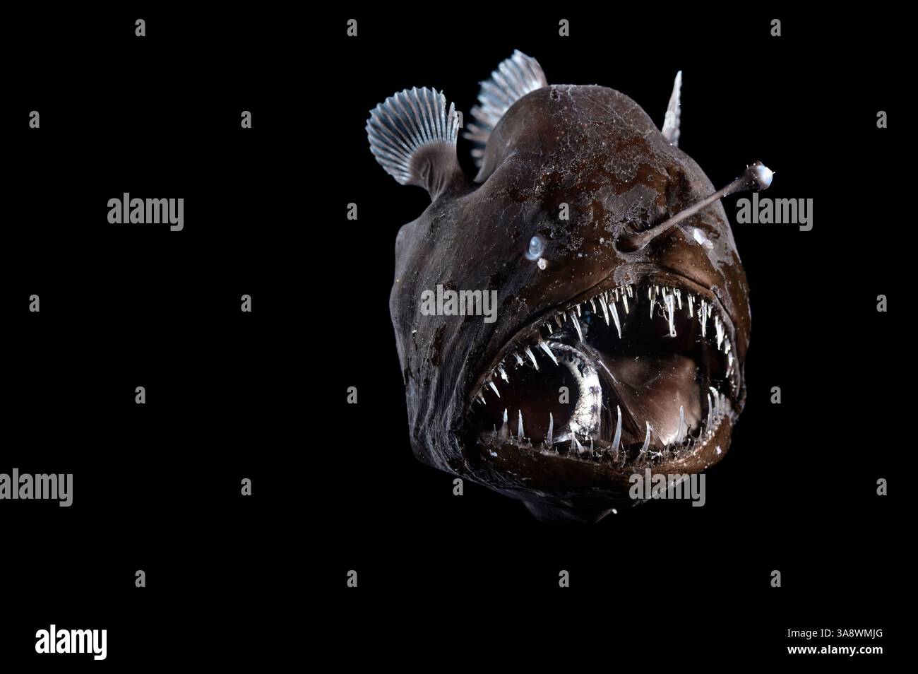 La rana pescatrice d'altura, l'Abyssal Seadevil di Johnson (Melanocetus johnsonii), un pesce d'altura che si trova nell'Oceano Atlantico, è riconosciuta per la sua Foto Stock