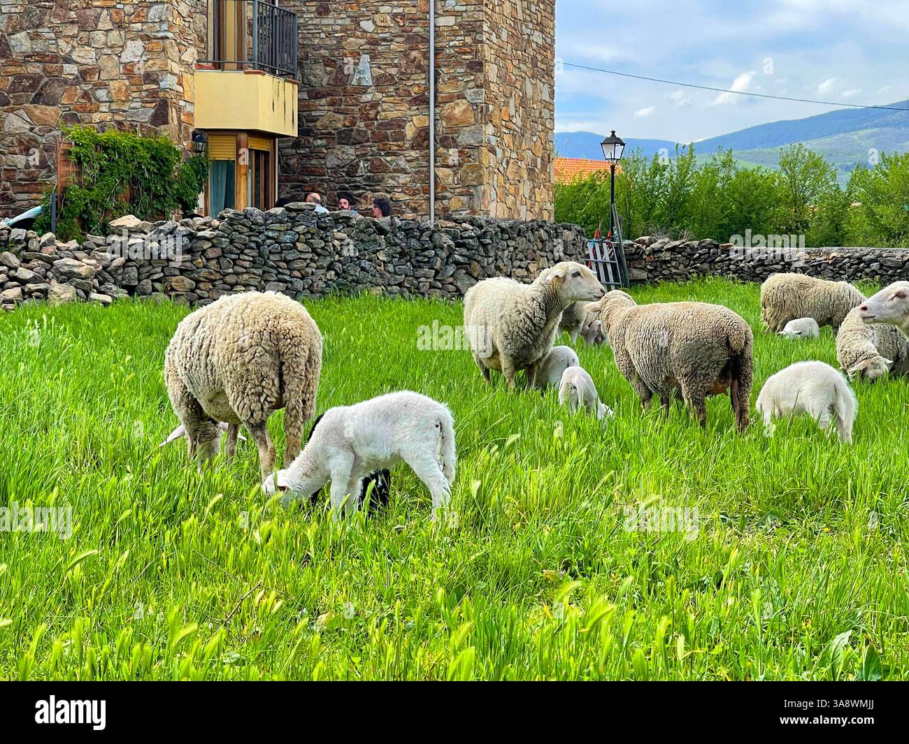 Pecore e agnelli in un prato. - Immagine stock catturata con smartphone