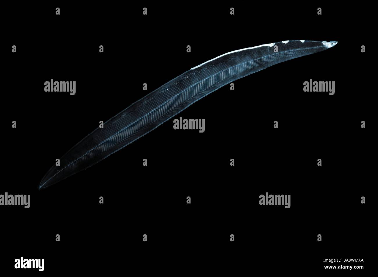 AAL - Diese Aallarve (Anguilla sp.) Brandisci nel diesem Stadium auch Weidenblattlarve (WeidenblattStadium) (Leptocephalus-Larve) genannt. | questa è un'anguilla Foto Stock
