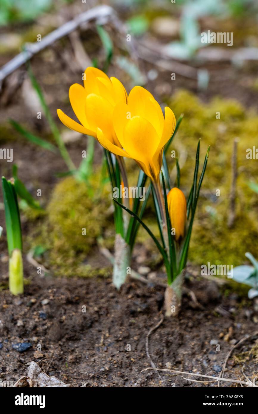 Fiori di cocco giallo vibranti emergono dal suolo in un giardino lussureggiante all'arrivo della primavera. Foglie verdi fresche circondano i delicati fiori, showcasi Foto Stock