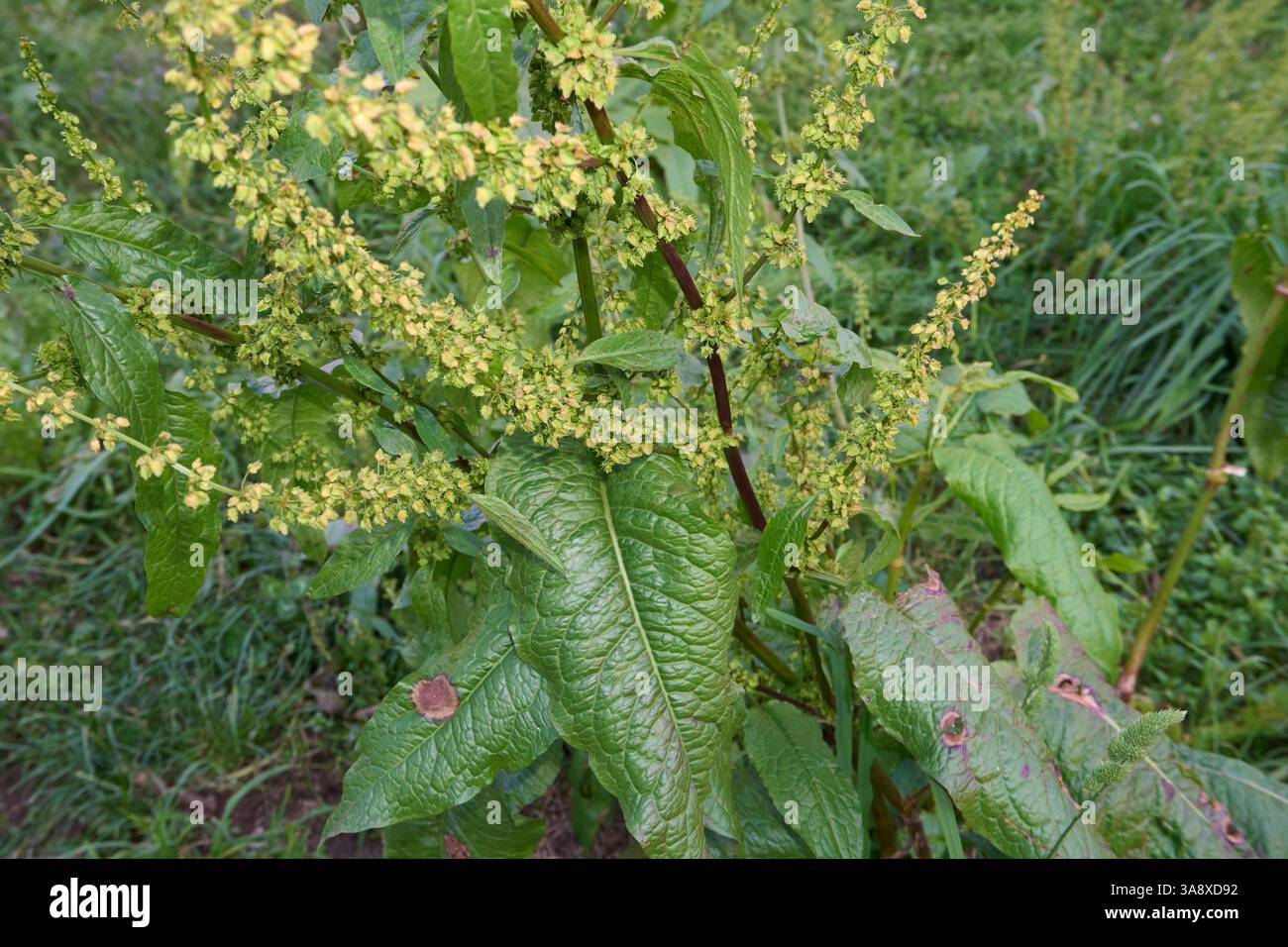 Rumex obtusifolius pianta da vicino Foto Stock