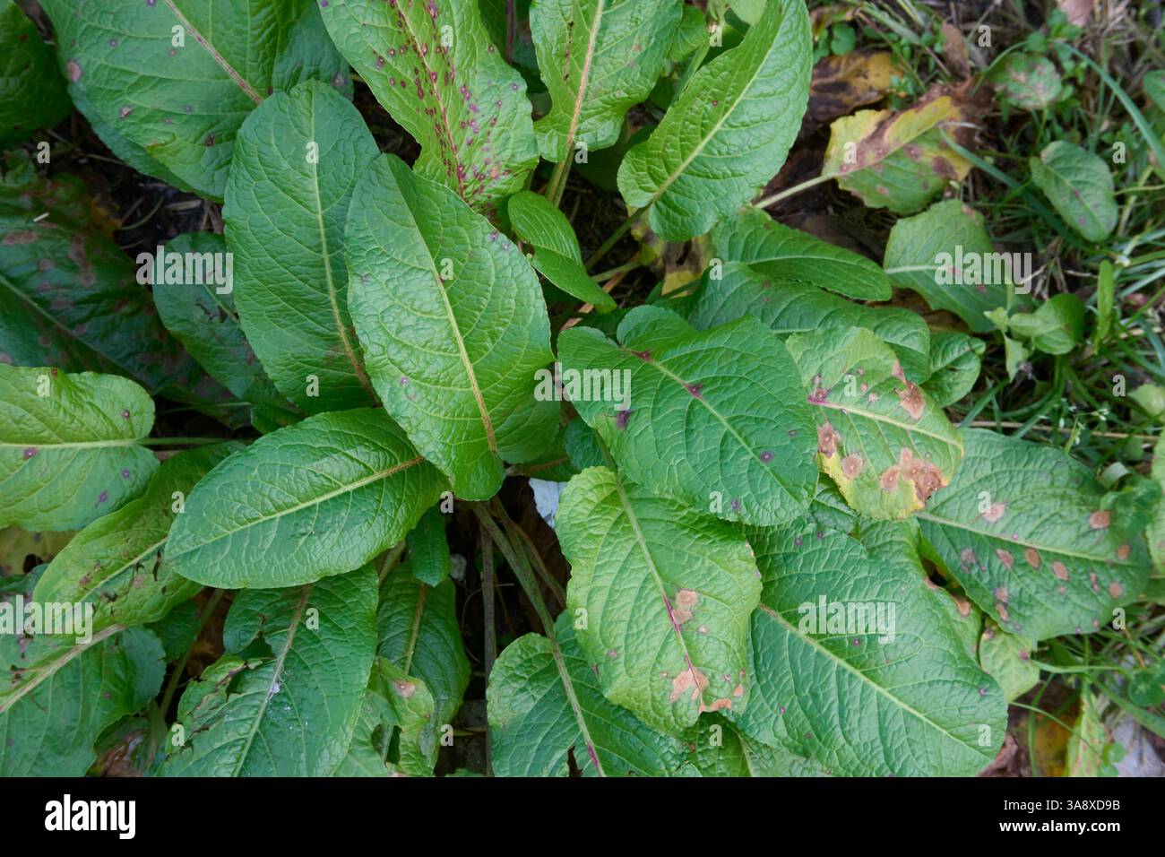 Rumex obtusifolius pianta da vicino Foto Stock