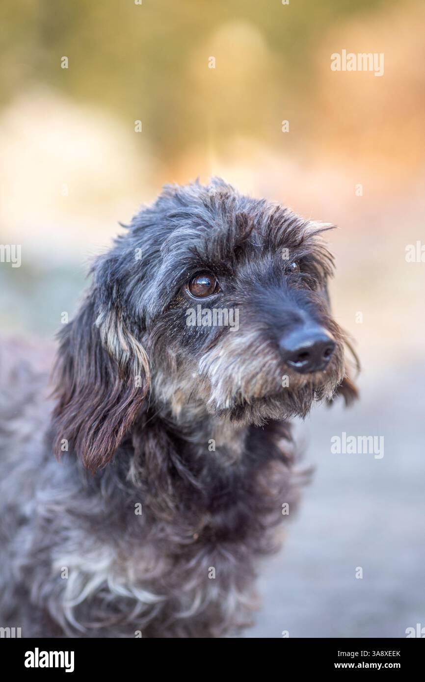 Ritratto di un dachshund dai capelli cablati all'esterno, adorabile cane marrone Foto Stock