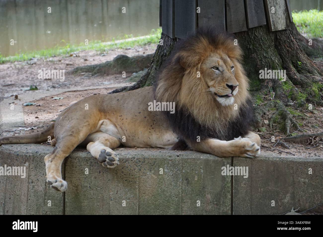Fotografia di animali selvatici: Maestoso leone africano maschio con una bellissima criniera pelosa intorno alla testa che giace all'ombra sotto un albero, che attacca la sua lingua Foto Stock