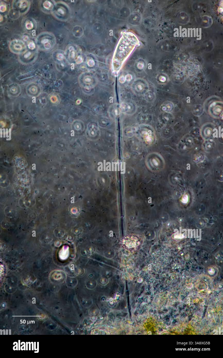 A forma di campana ciliata dal genere Vorticella fotografata da una cultura di acqua salmastra con acqua raccolta a Vejlerne, Danimarca. Foto Stock