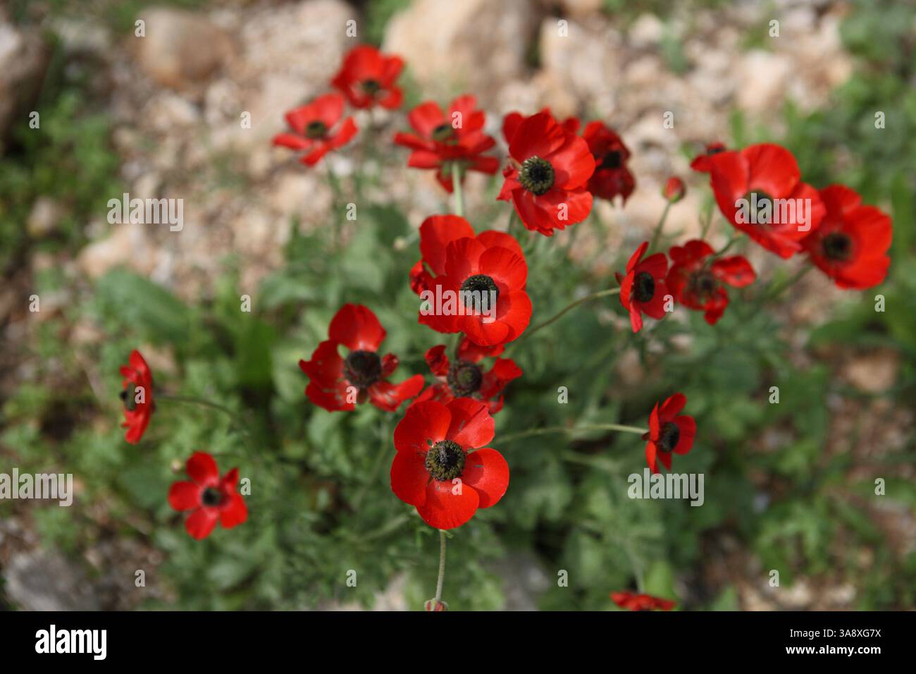 Red Persian Buttercup, Turban Buttercup, Scarlet Crowfoot o Ranunculus Asiaticus fiori selvatici della famiglia Ranunculaceae, foresta di Gerusalemme. Foto Stock